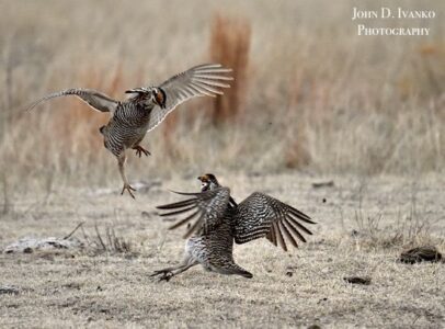 Agritourism for Wildlife Viewing in the Great Plains Image